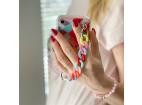 Farebný reťazový obal Gelový flexibilný kryt s reťazovým štítkom pre Xiaomi Redmi Note 10 / Redmi Note 10S Multicolor (2)